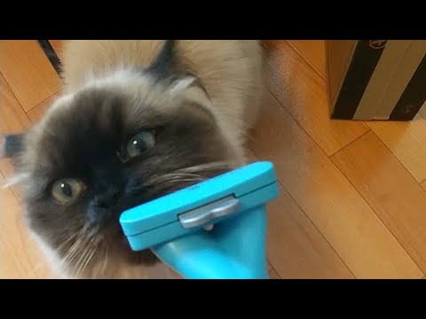 #Shorts もふ猫をファーミネーターしてみる【長毛種】【ヒマラヤン】【furminator】