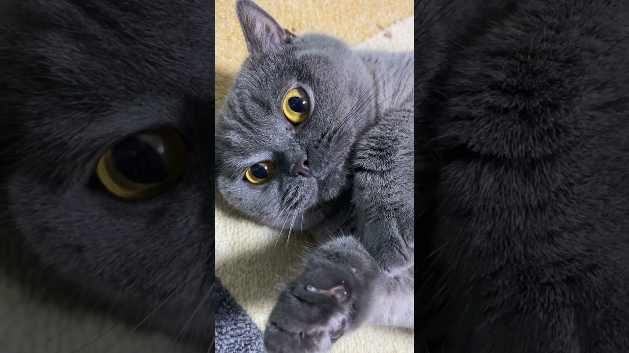 気難しいリーチ(ブリティッシュショートヘア)