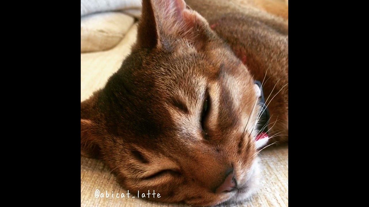 アビシニアン子猫の寝顔動画。Sleepy Abyssinian kitty movie.
