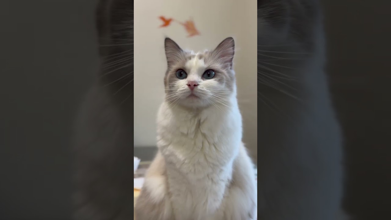 😽頑張って音頭を取るラグドールがこちらですww #shorts【およげたい焼きくん】
