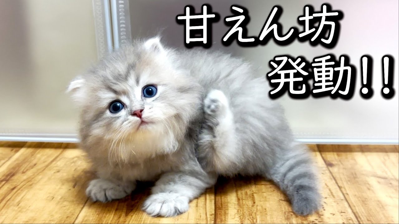 【ペルシャの子猫】子猫の甘えん坊が発動して鳴き出した件 ∼猫のいる生活Vol.654∼ 出産動画 マンチカン短足・ミヌエット・ペルシャ猫専門ブリーダー『ペット蔵人』【子猫の成長記録】