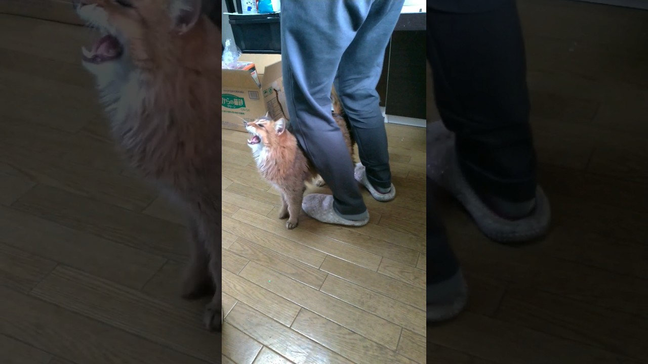 「おやつが貰えるまで、決してあきらめない！」猫 　#猫 #ソマリ