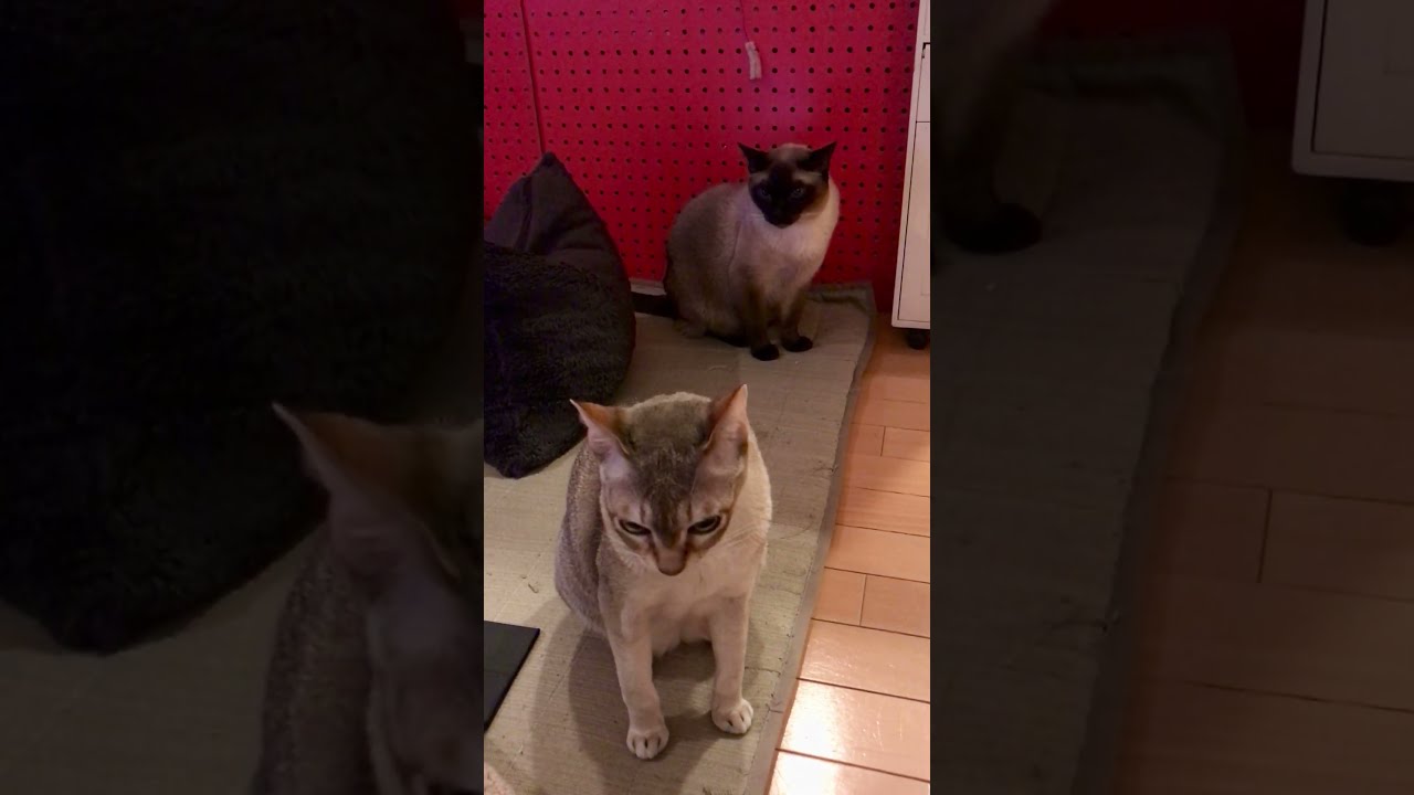 縦列しているシンガプーラとたぬき猫なのにゃ♪