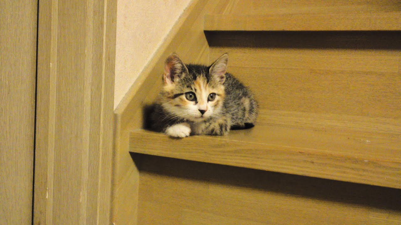 かわいい子猫にゃんの危険な暴走！ － Funny kitten