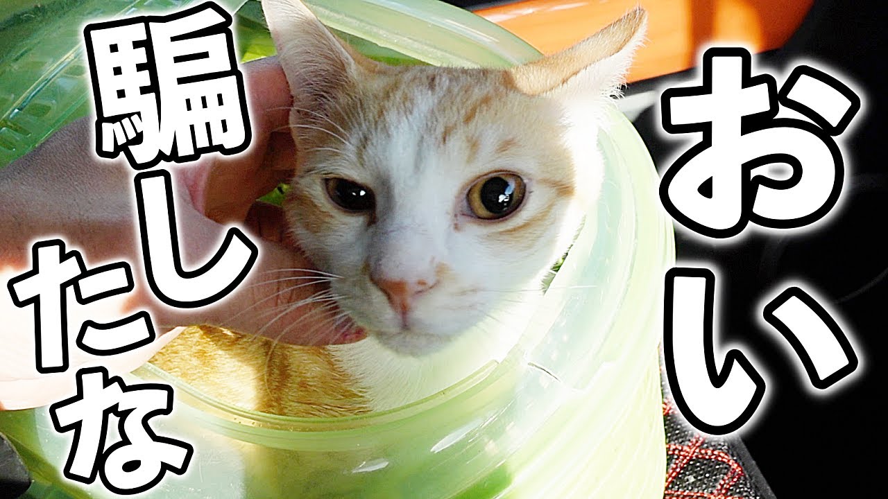 お出かけと思ったら病院で去勢手術された子猫