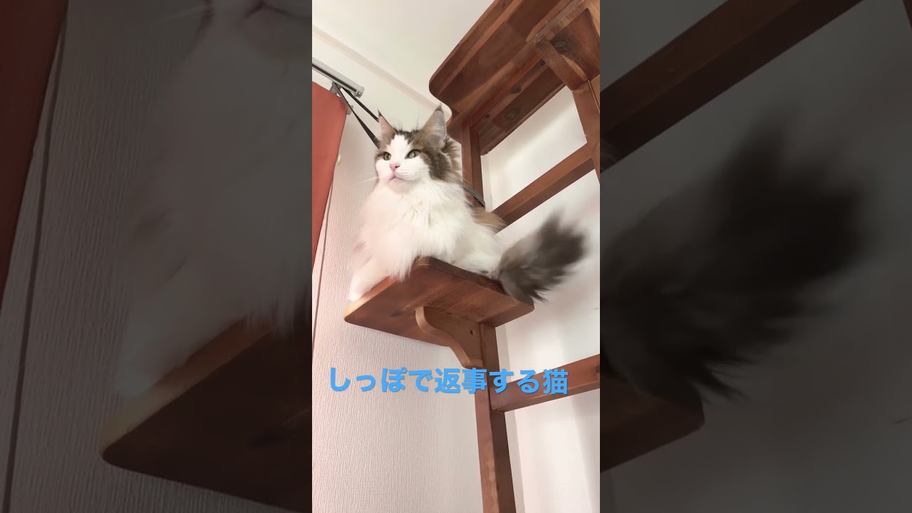 尻尾で返事する猫#shortsvideo #shorts #ノルウェージャンフォレストキャット #cats #cat #猫 #大型猫 #猫との暮らし #かわいい #猫動画 #かわいい猫