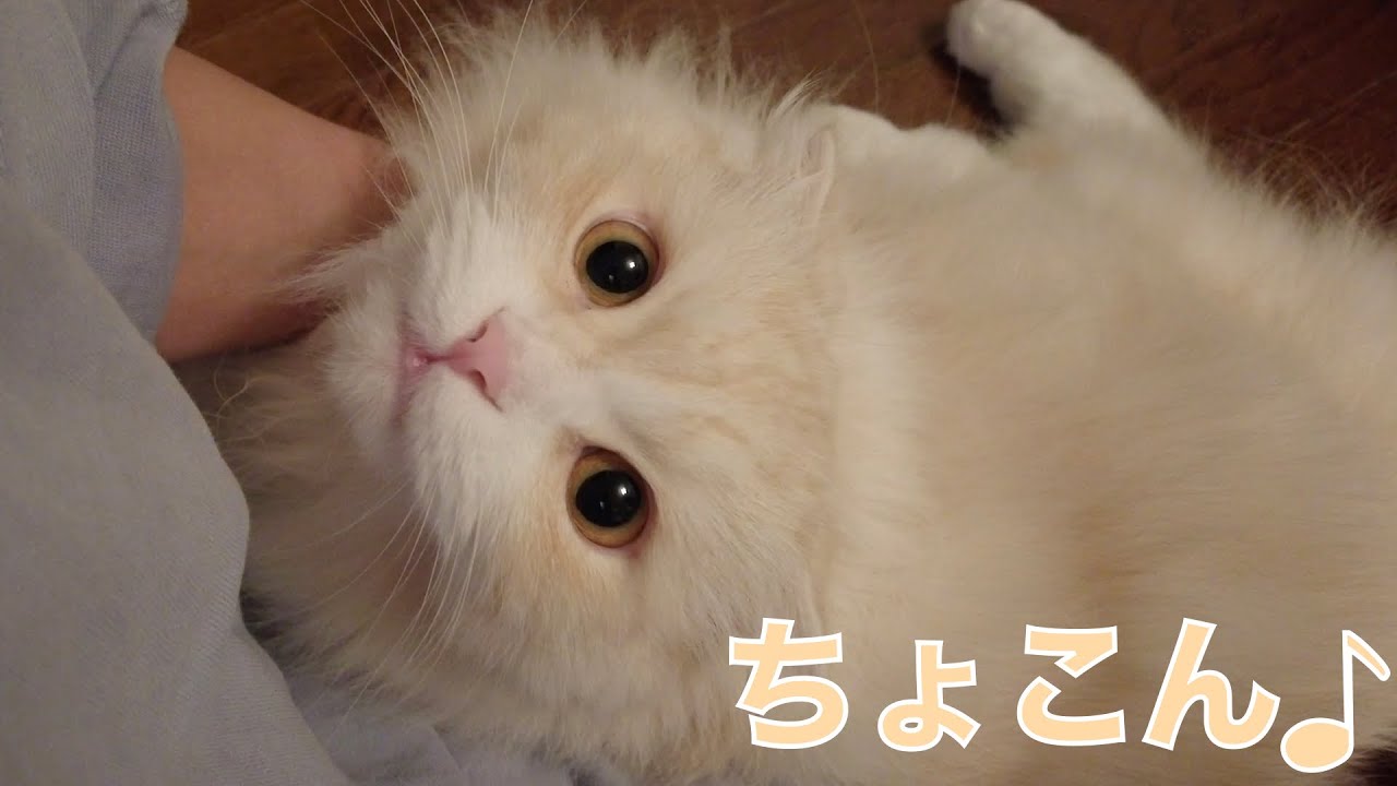 【バーマン】我が家の癒し系ねこ達がこちらです【スコティッシュ】