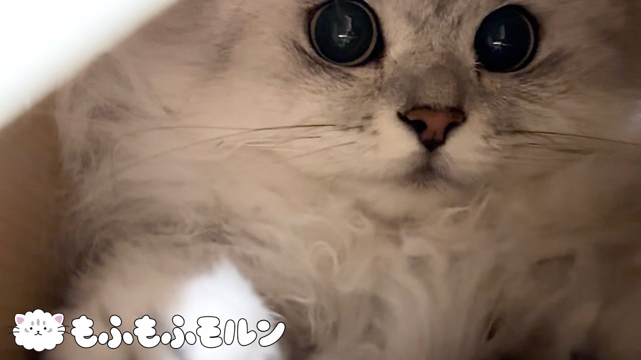 箱でテンションが上がる猫を素敵なアングルからご覧ください 【サイベリアン】