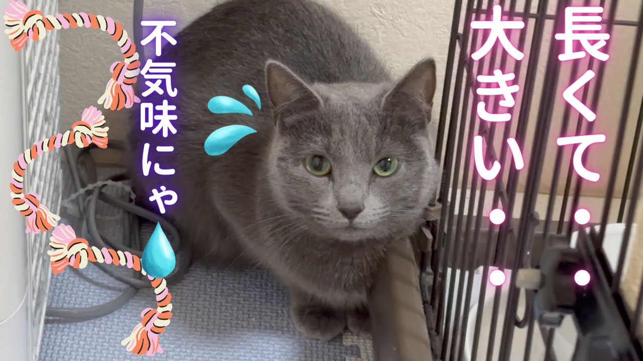 そらちゃんに嫌われる事を恐れるママ（ロシアンブルー）