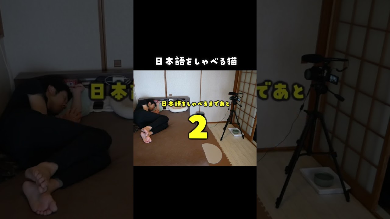 人間が寝静まった頃、日本語を喋り始める猫