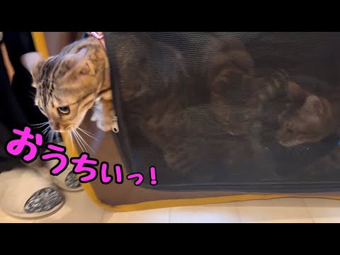 開けるまで待てないほど4日ぶりの家が嬉しい猫さん