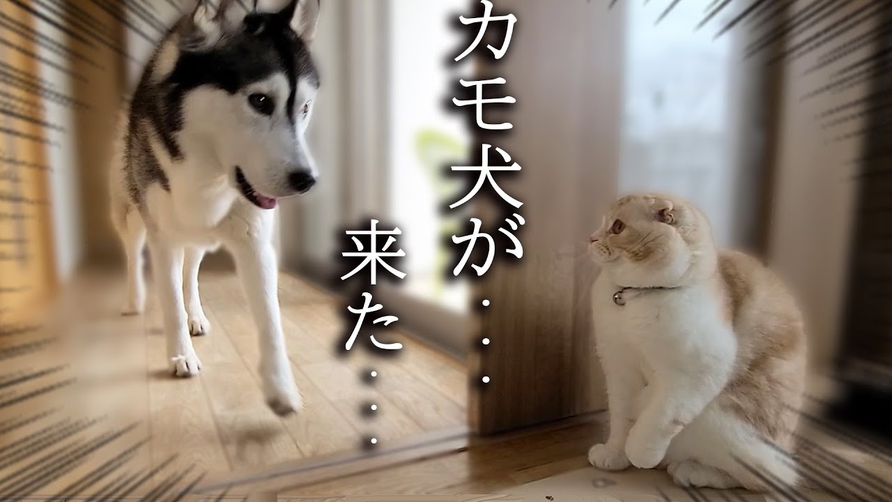 子猫がこっそり隠れて犬を驚かそうとした結果こうなった...