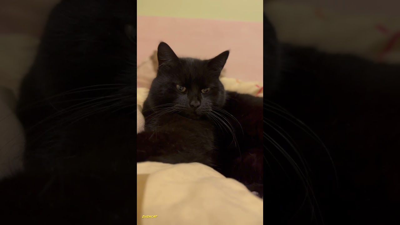 #zuzacat katė Zuza