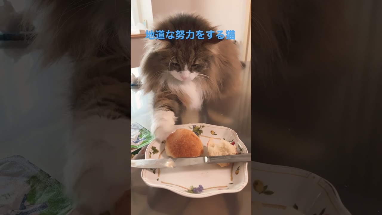 #shortsvideo #shorts #ノルウェージャンフォレストキャット #cats #cat #猫 #大型猫 #猫との暮らし #かわいい #猫動画 #かわいい猫