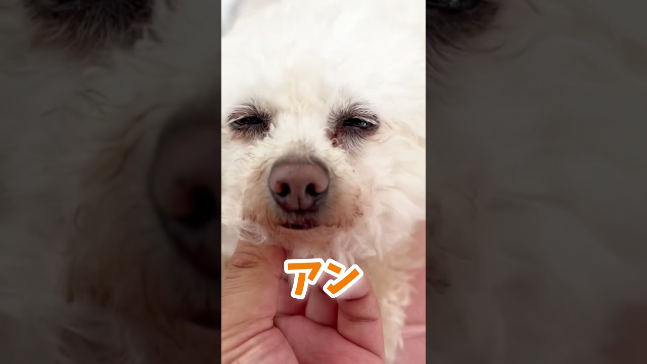 マンチカンの茶々と愉快な仲間たち #Shorts