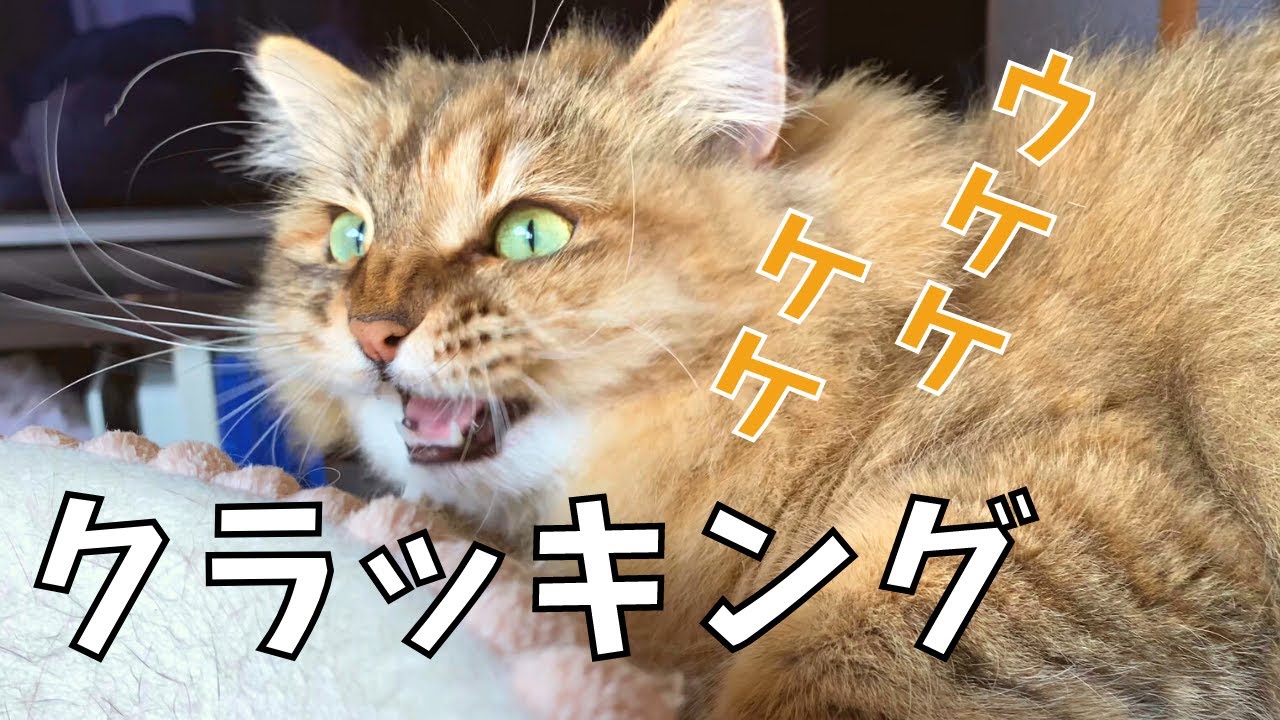 猫のクラッキング！寝ながら鳴くマグロさん【サイベリアン・多頭飼い】
