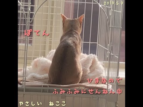 アビシニアンのふみふみ　後ろ姿もおすすめ。