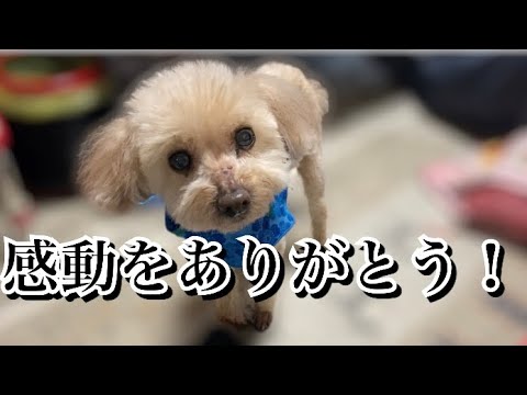 【祝！WBC2023日本優勝！！】トイプードルも大喜び！！