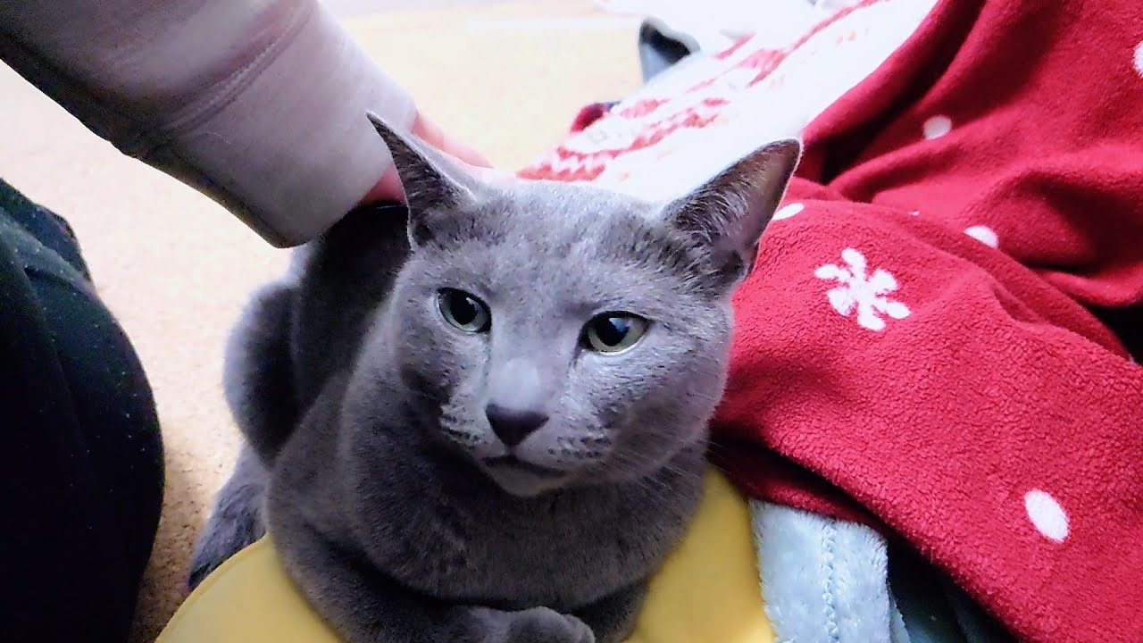 【猫動画】いつも嫁の隣にいてくれるロシアンブルー【russianbule】The Russian Blue who is always next to his wife
