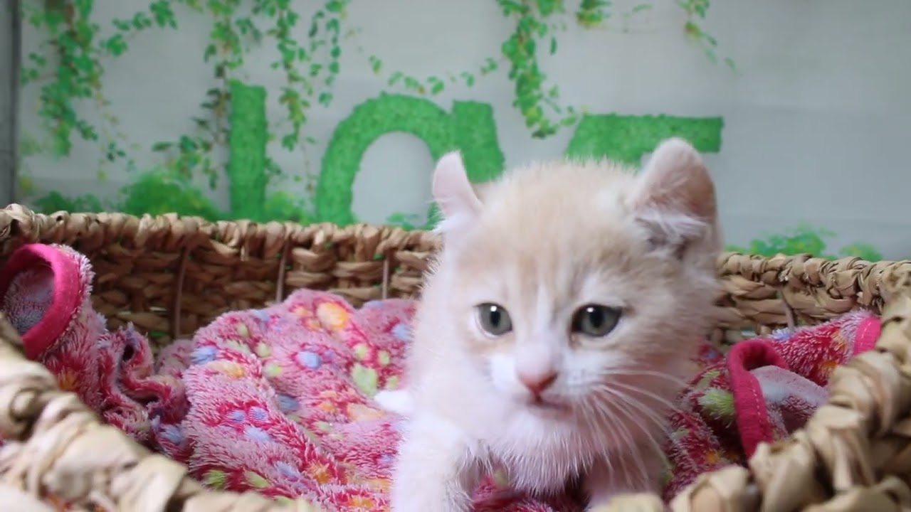 ペットショップcoo&riku No.624066 アメリカンカール