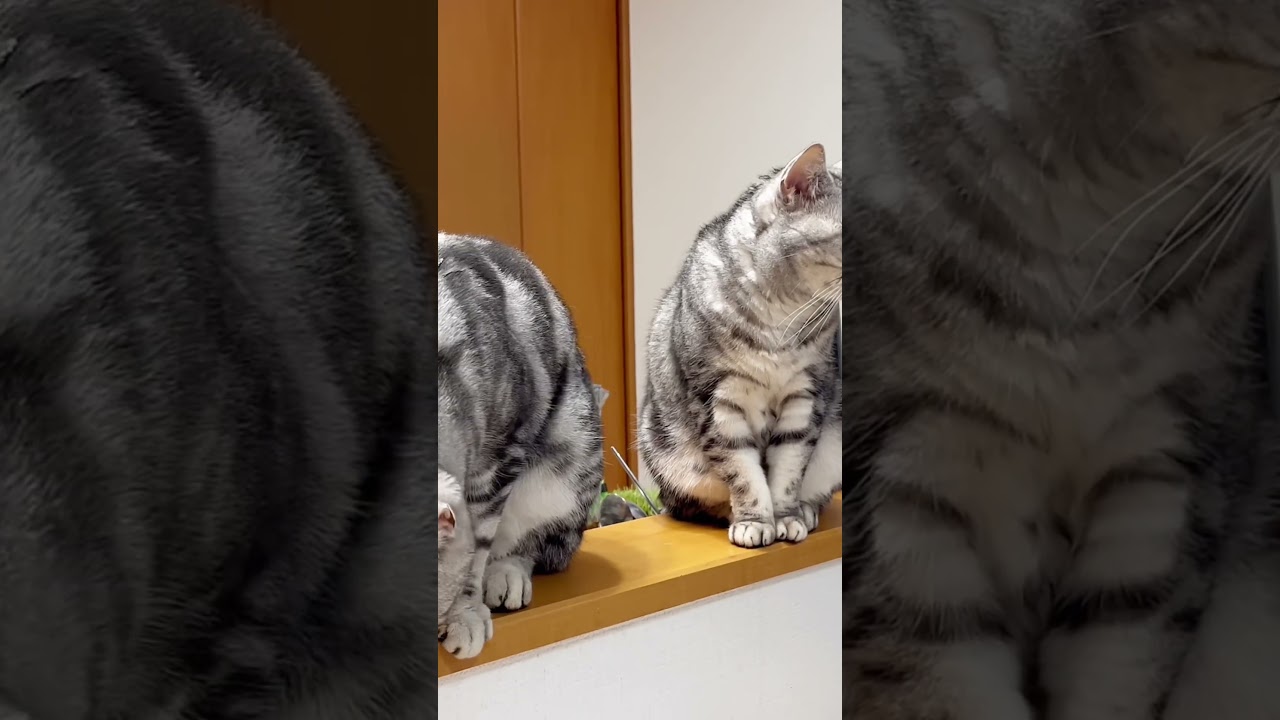 あなたが食べ終わるまで #shorts