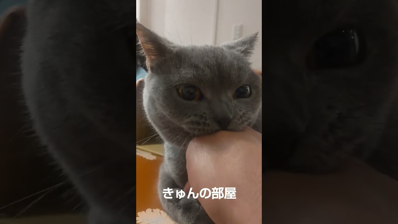 ランドセルを必死に守る#ブリティッシュショートヘア#猫#shorts