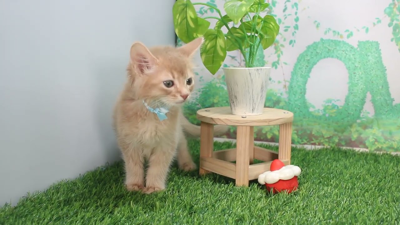 Coo&RIKU　No624241　ソマリ