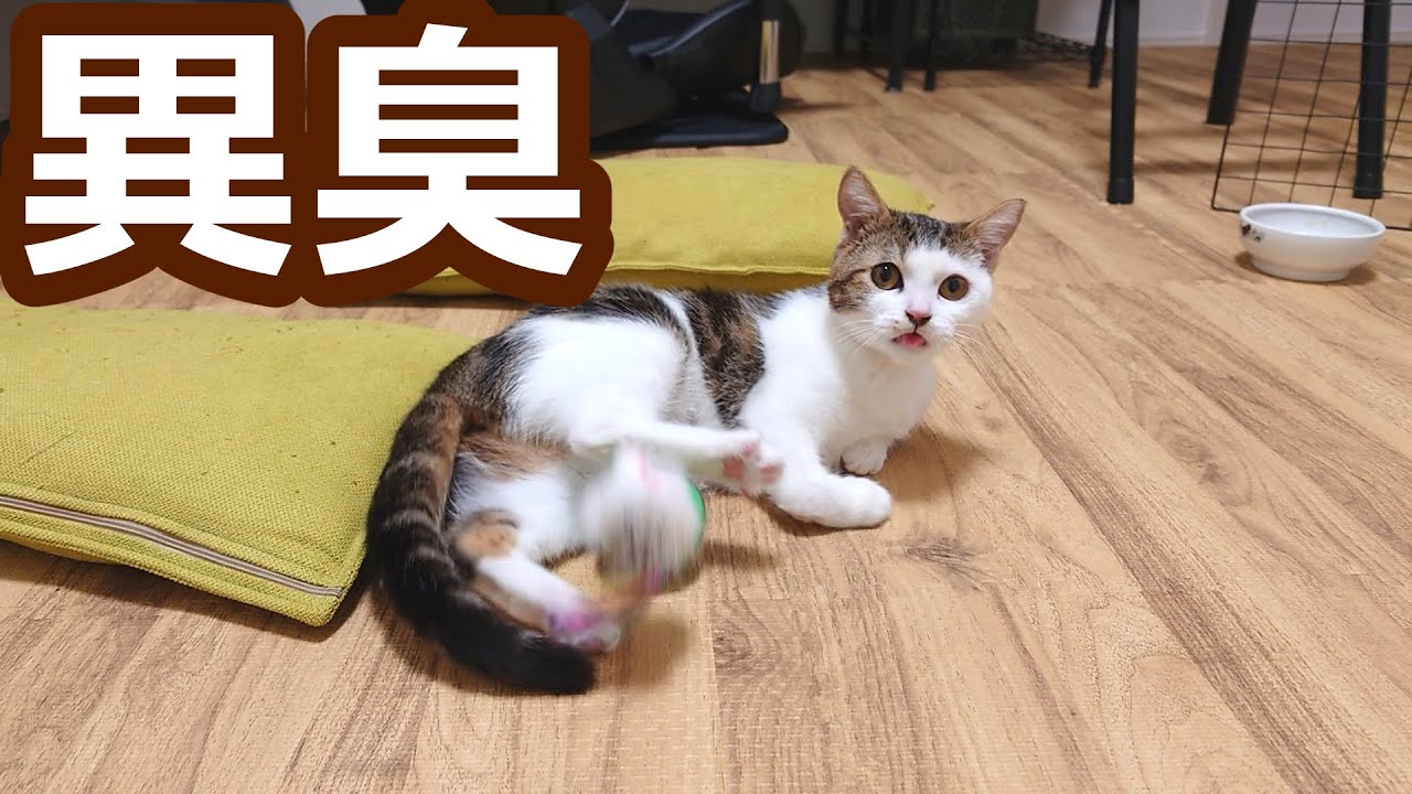 障害のある子猫のトイレから異臭…確認すると大変なことになってました涙