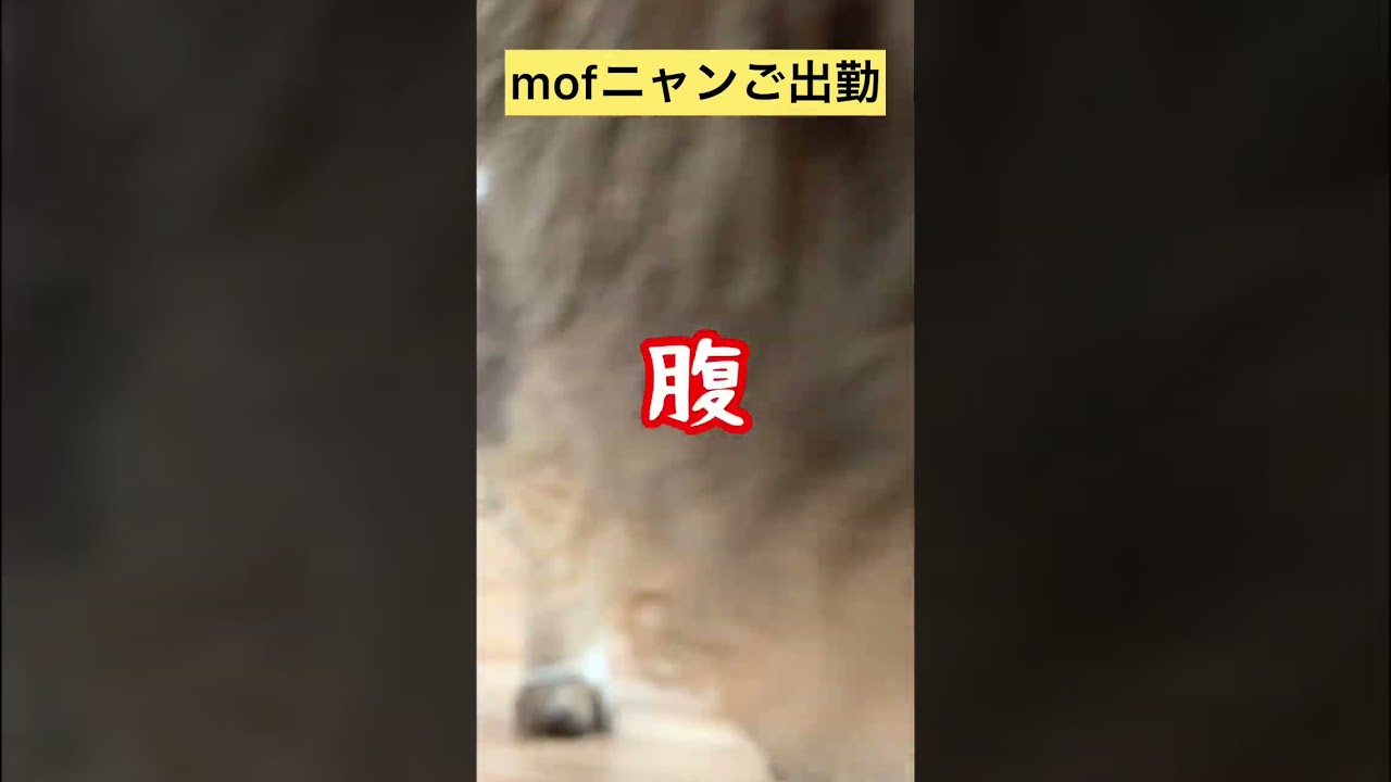 【メインクーン】mofニャンご出勤 #メインクーン #かわいい猫 #猫動画かわいい