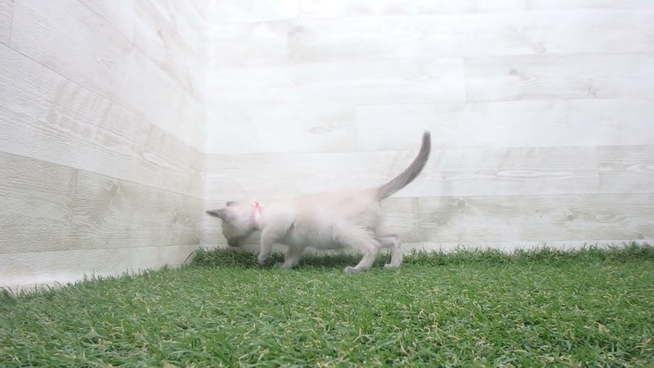 ペットショップcoo&riku No.00624319 トンキニーズ