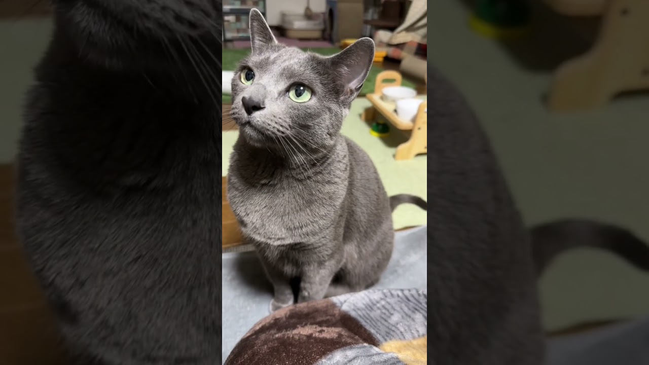 【ロシアンブルー】めろん、語りかけるようなおねだり😊【猫】#shorts