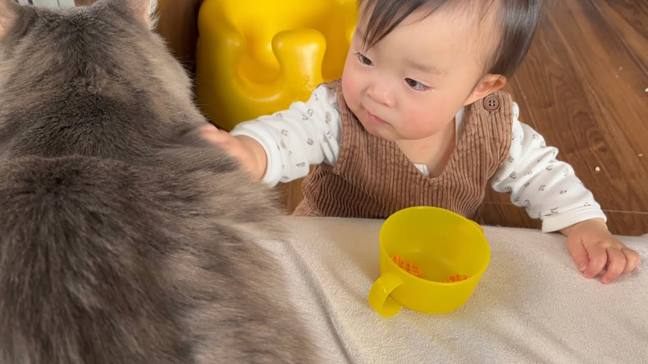 赤ちゃんからおやつの合間にモフモフされる猫　ノルウェージャンフォレストキャット　Cat being touched between snacks