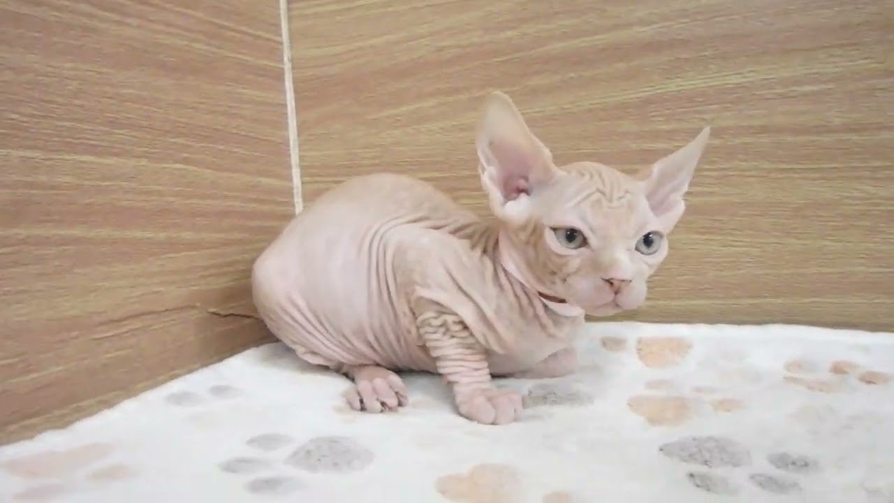 00586468 スフィンクス