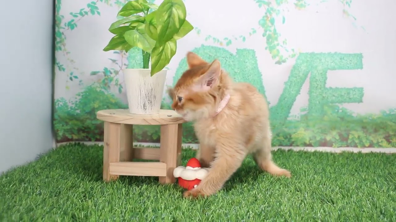 Coo&RIKU　No624240 ソマリ