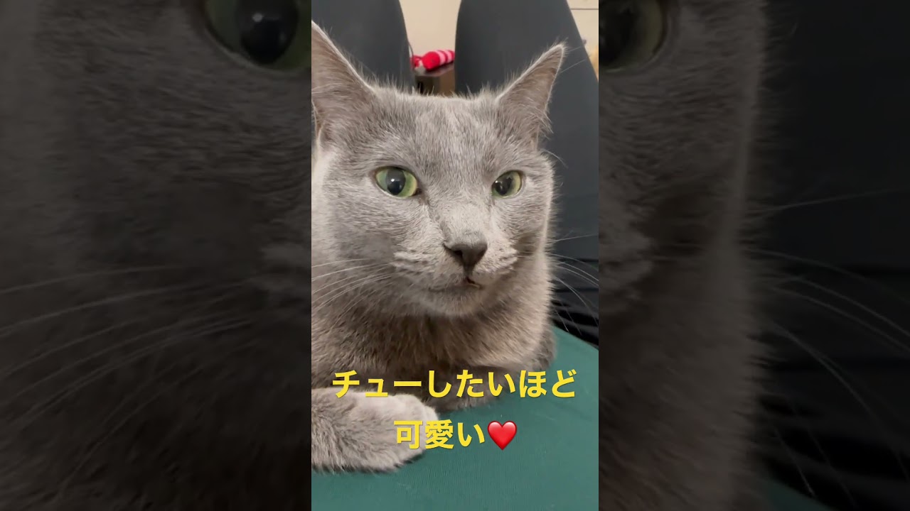 チュー❤️したいほど可愛い猫（ロシアンブルー）#shorts