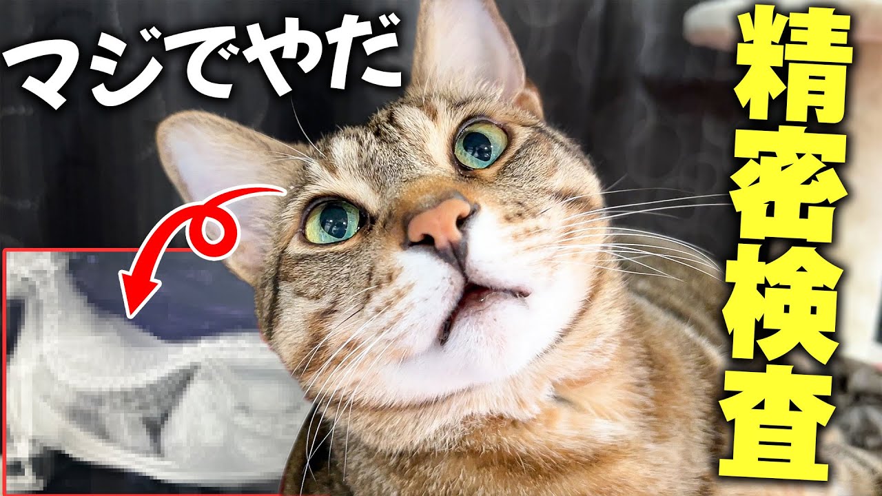 8歳になって体に不安があったネコが精密検査を受けた結果…