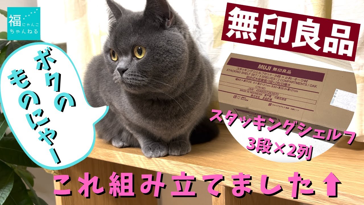 【ブリティッシュショートヘア】無印良品の棚を設置したら猫が気に入ってくれました！