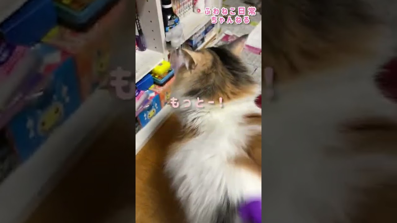 ブラッシングが好きすぎる猫【ノルウェージャンフォレストキャット】