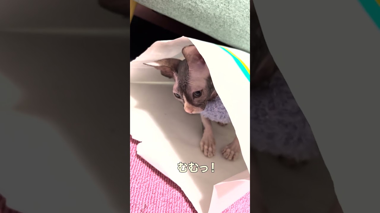 スフィンクスの子猫ピクシーの日常 001