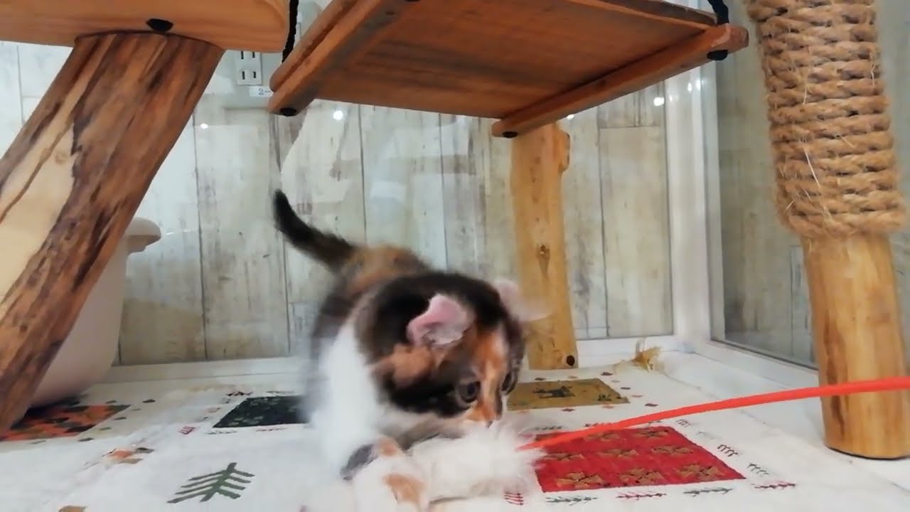 アメリカンカール　女の子　2023/1/14生まれ