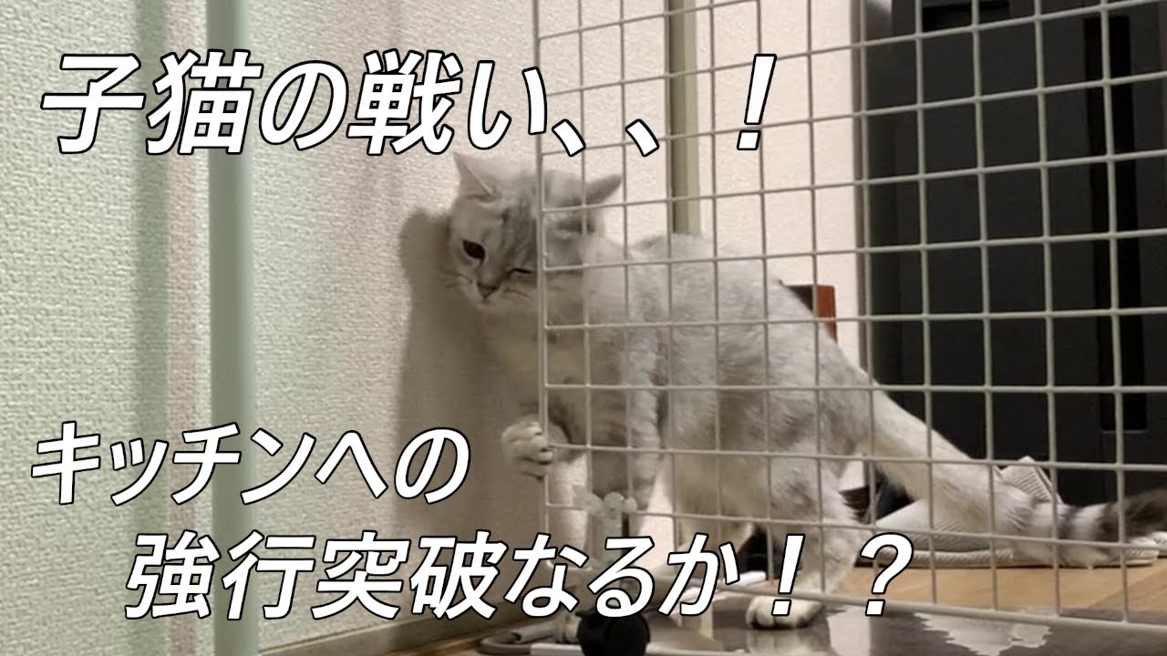 推し子猫のキッチンへの侵入経路が判明しましたw