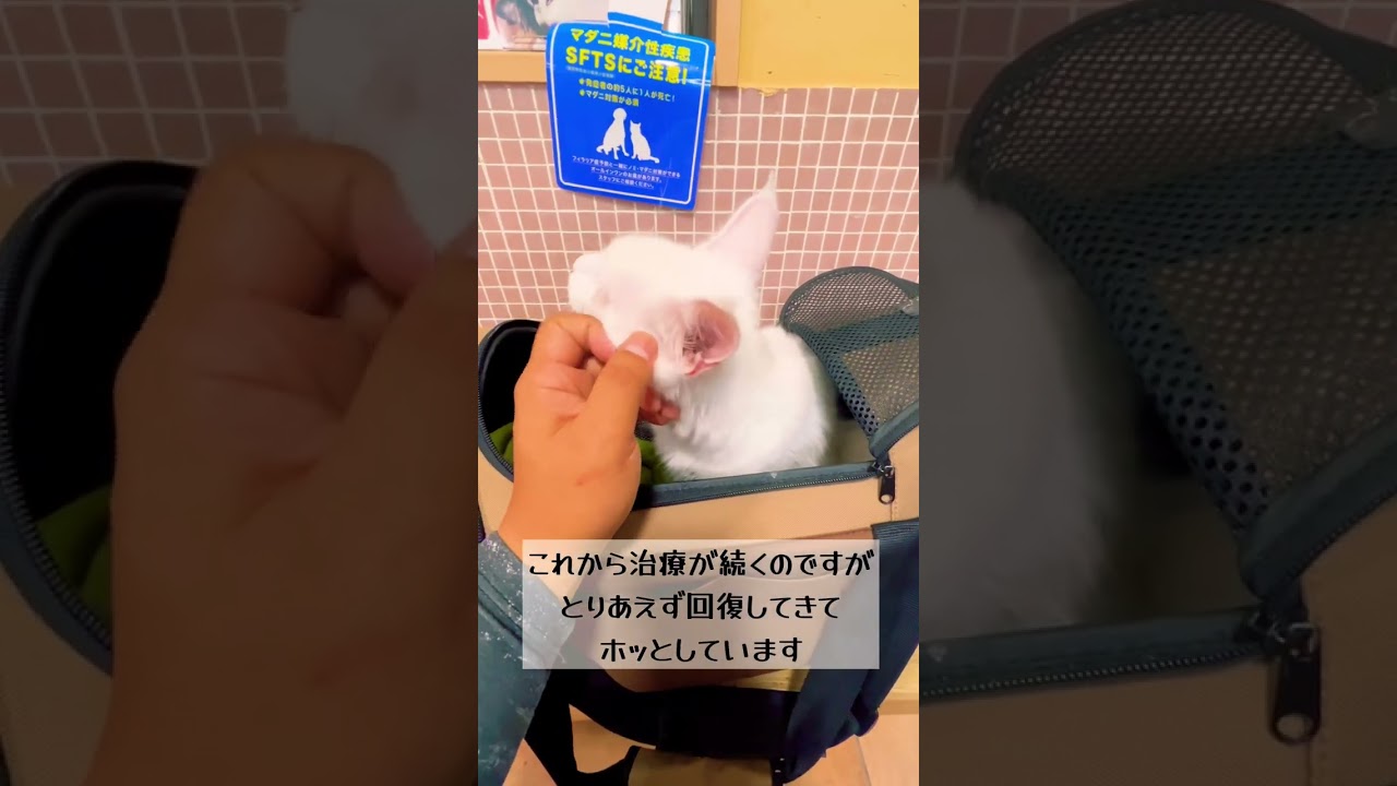 もう一度病院に行ってきました。ダイクロイックアイメインクーンのダイくん