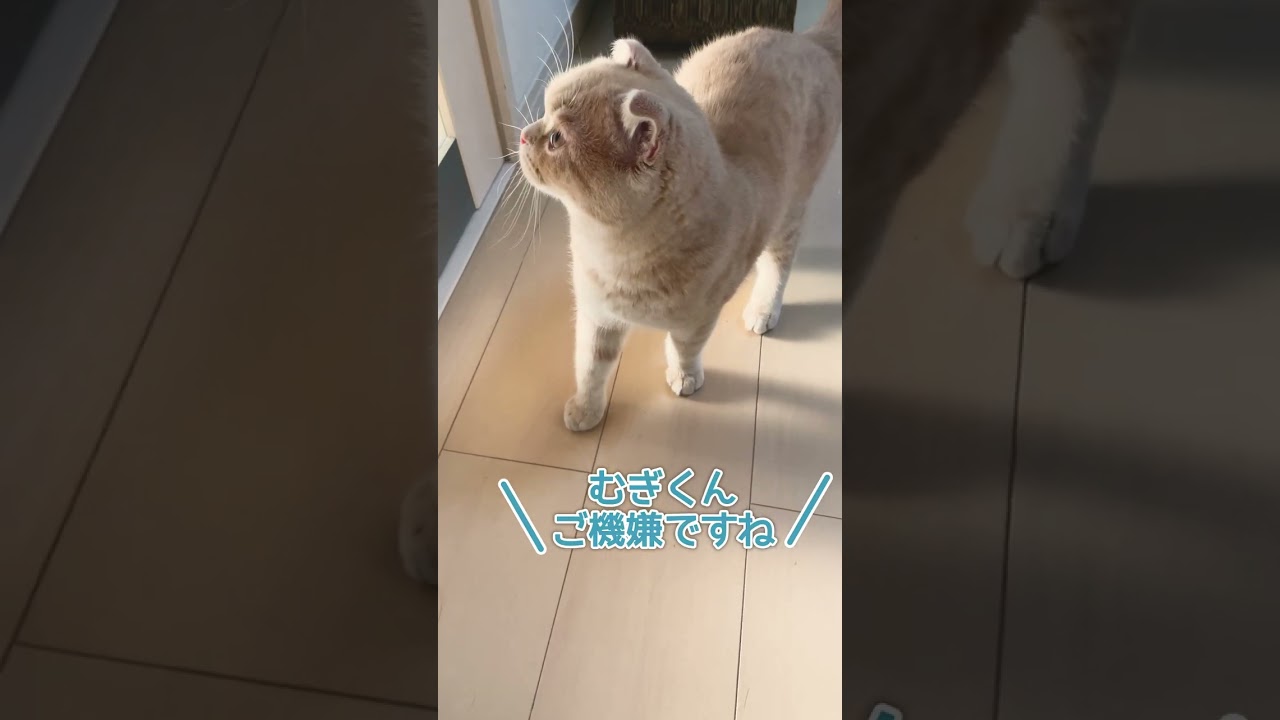 なでられる気分じゃなかった子猫【スコティッシュフォールド】#shorts #かわいい #子猫