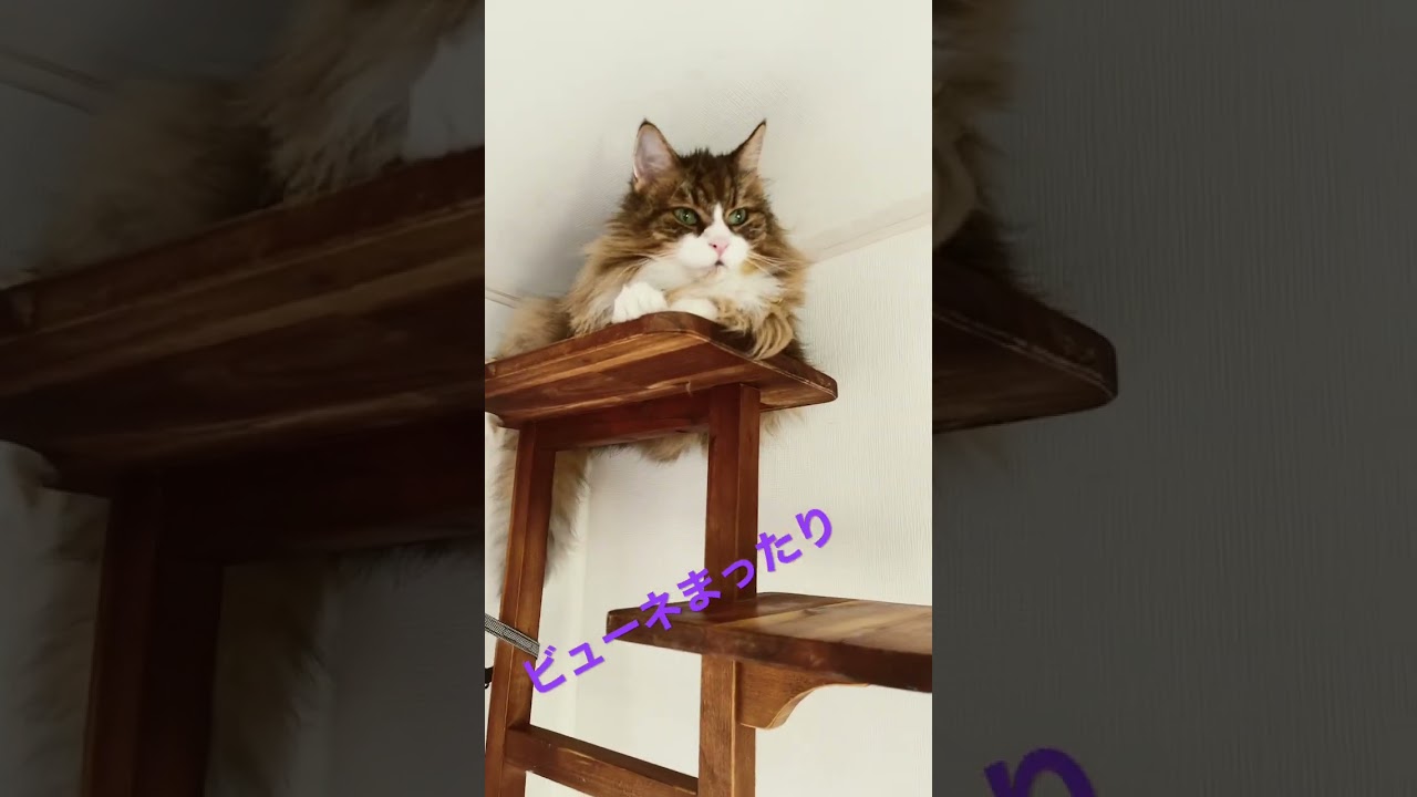 #shorts #cats #ノルウェージャンフォレストキャット #cat