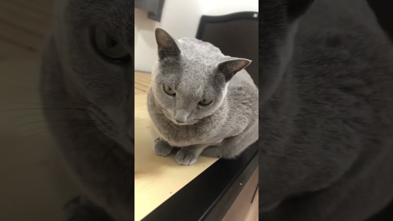 ロシアンブルーのぴんく　　#北斗の拳 #fitboxing #お前はもう痩せている #ケンシロウ #フィットネス #azulruso #catsontwitter #russianblue