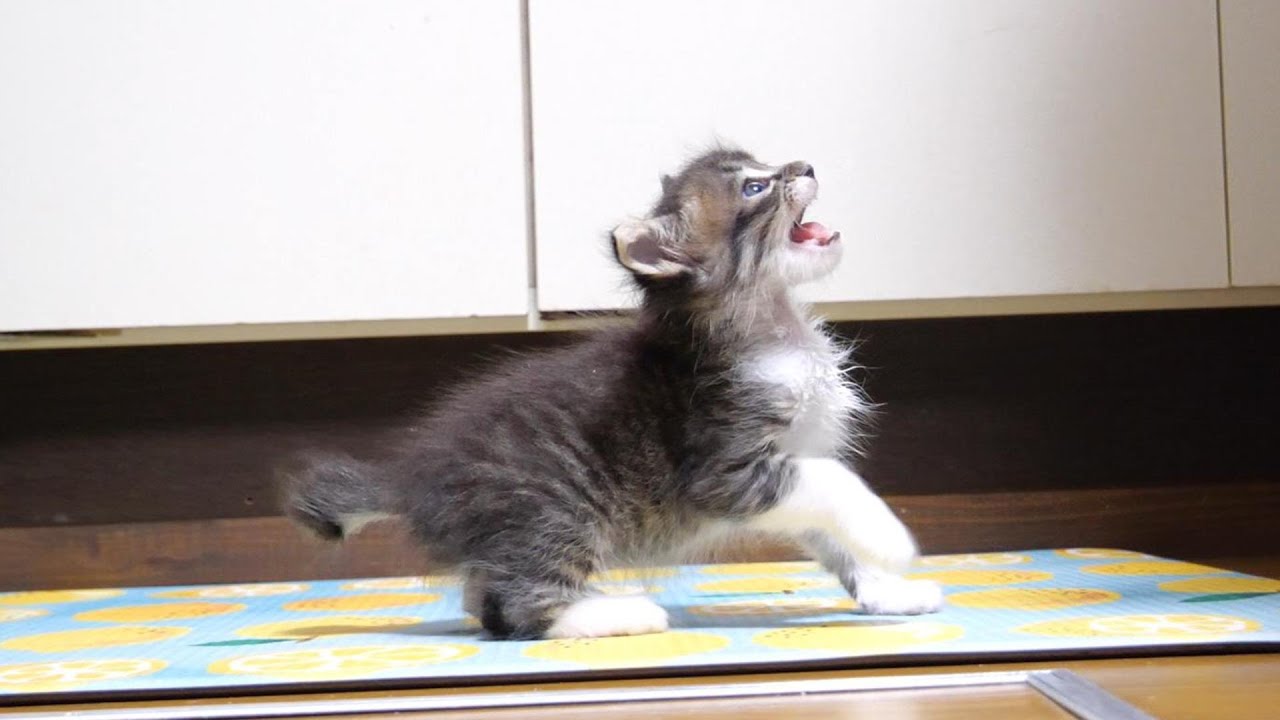 ご飯の催促が激しすぎる子猫【赤ちゃん猫　保護猫】