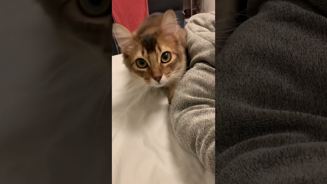 猫に叩かれたい人用 #ソマリ #いやしねこ #しっぽ吸い