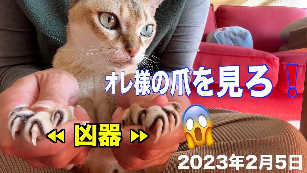 凶器でしかない爪切り😱シンガプーラ「にゃあ」：2023.02.05　　#シンガプーラ