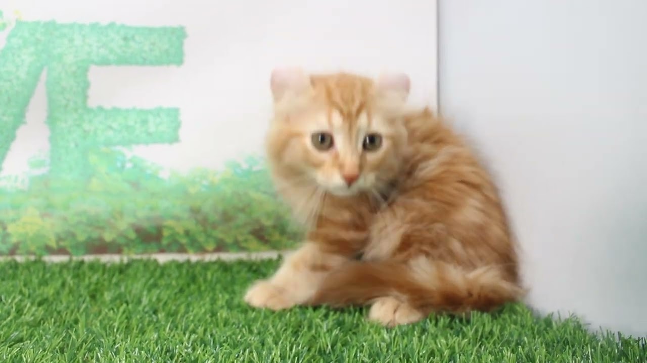 Coo&RIKU　No624474 アメリカンカール