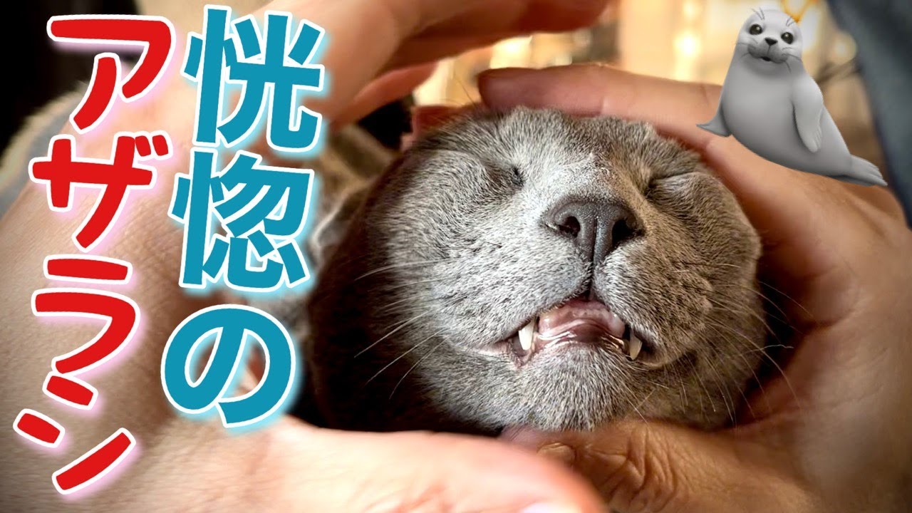 ロシアンブルー | 猫にマッサージを施すとリラックスするの？ [Russian Blue cat Kotetsu] Does massage help cats relax?